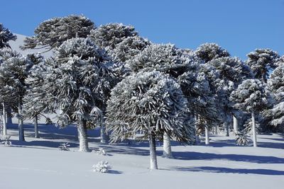 Trees on snow covered landscape against blue sky