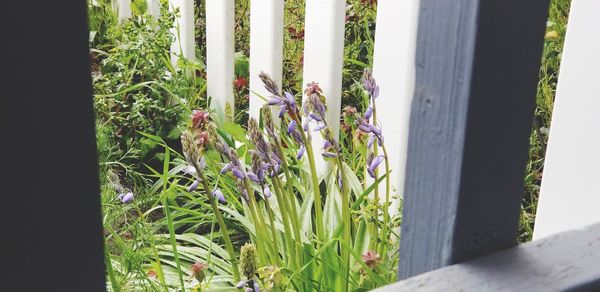 Close-up of flowering plants by fence