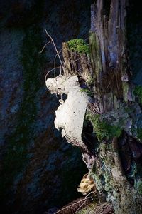 Close-up of tree trunk in forest