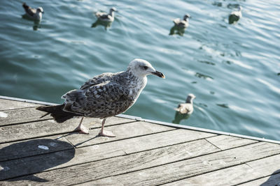 High angle view of seagull perching on pier in sea