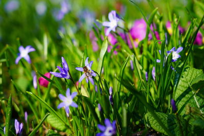 Close-up of purple flowering plants on field