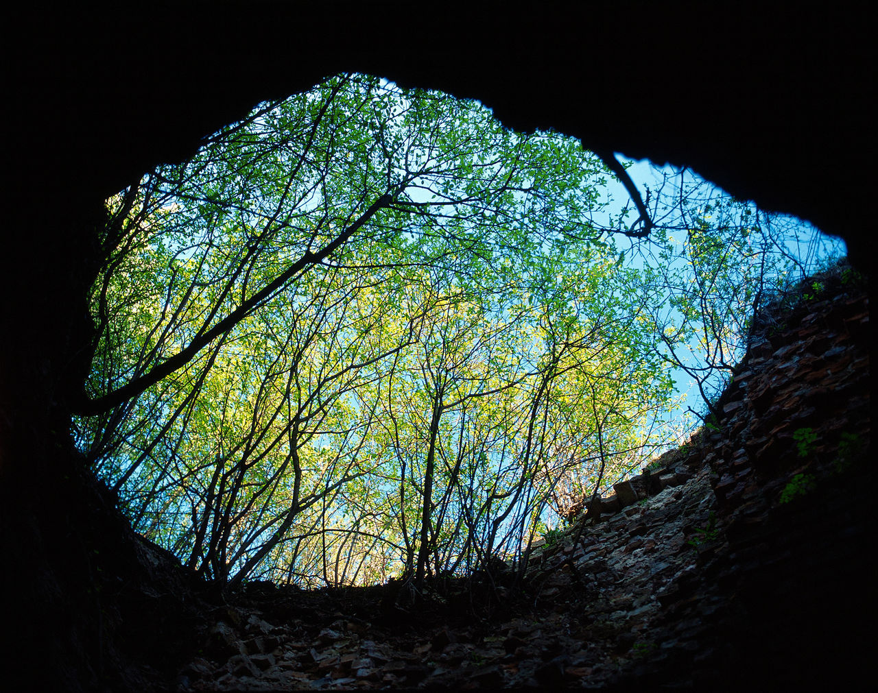 LOW ANGLE VIEW OF TREE AGAINST MOUNTAIN