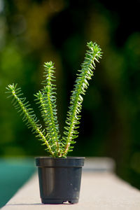 Close-up of potted plant on table