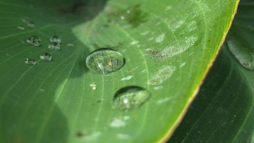 Close-up of water drops on green leaf