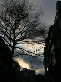 Low angle view of bare trees against sky