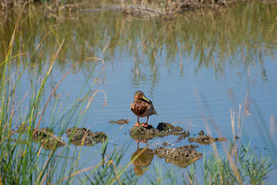 Bird perching on a lake