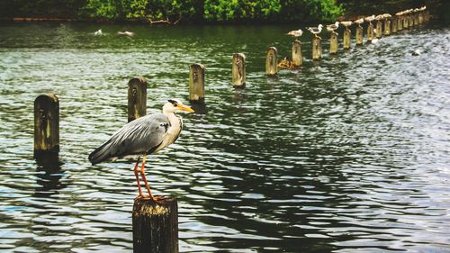 Gray heron perching on wooden post in lake