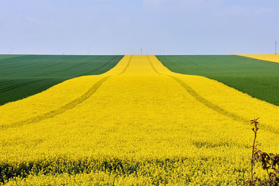 Scenic view of yellow field against sky