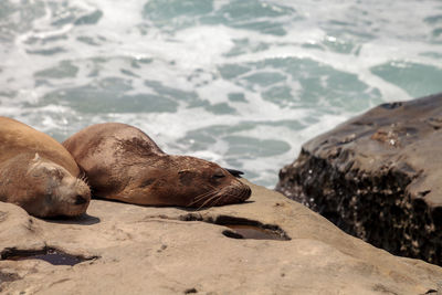 Close-up of sea lion on rock at beach