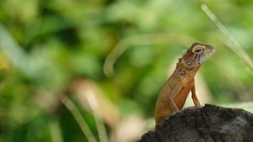 Close-up of a lizard looking away