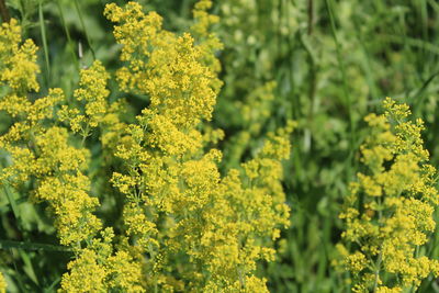 Close-up of yellow flowering plants on field