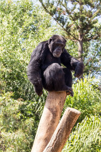 Portrait of chimpanzee sitting on wood