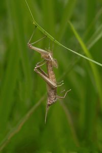 Close-up of grasshopper on plant