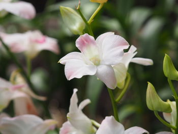 Close-up of white flowering plant