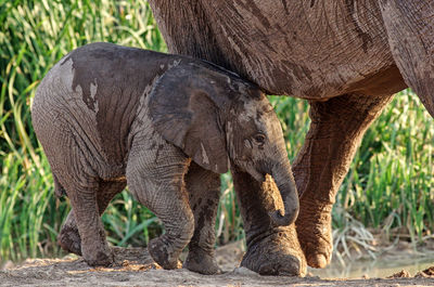 Side view of elephant