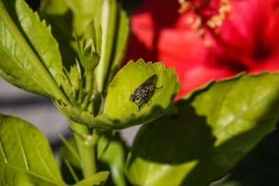 Close-up of insect on plant