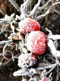 Close-up of frozen berries on tree