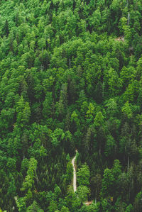 Aerial view of trees growing in forest