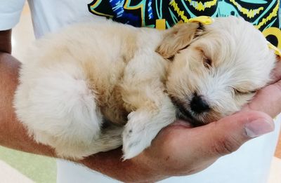 Close-up of hand holding puppy