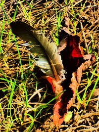 High angle view of dry leaves on field