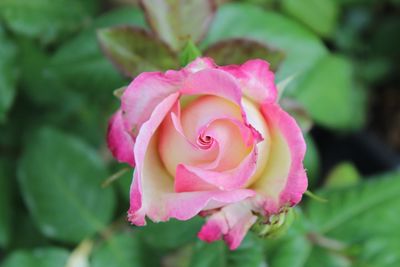 Close-up of pink rose