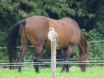 Bird perching on riverbank