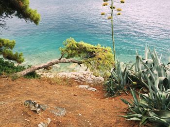 High angle view of tree by sea against sky