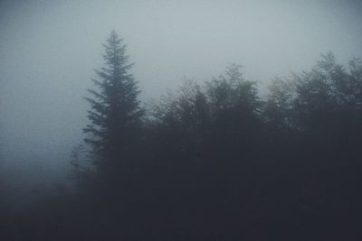 Trees in foggy weather