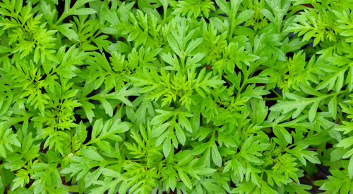 Full frame shot of green leaves