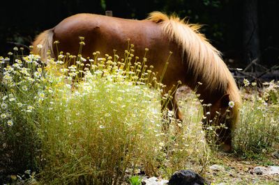 Horse grazing on meadow