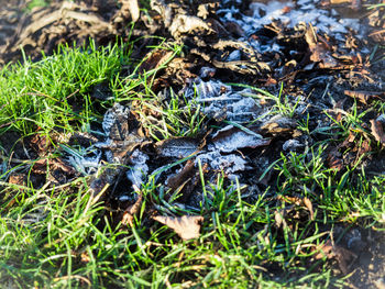Close up of grass