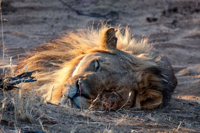 Close-up of a cat lying on the ground