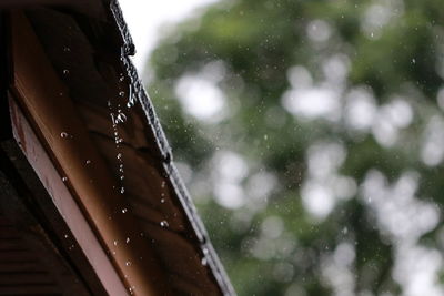 Close-up of water drops on leaf during rainy season