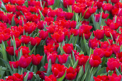 Full frame shot of red tulips