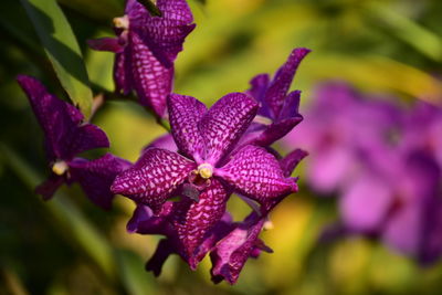 Close-up of flowers blooming outdoors