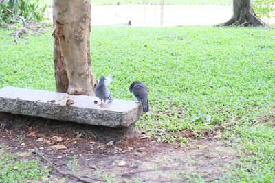 Birds perching on tree trunk