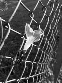 Close-up of grasshopper on chainlink fence