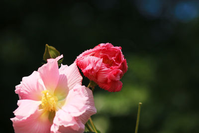 Hibiscus flowers in full bloom in the park