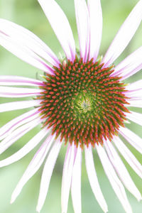Close-up of flowering plant