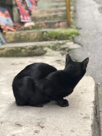 Close-up of black cat sitting outdoors