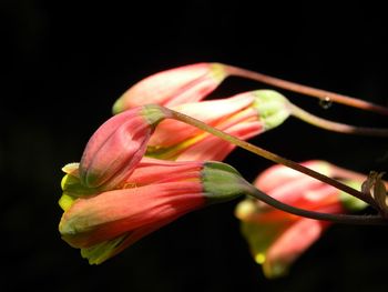 Close-up of red rose flower against black background