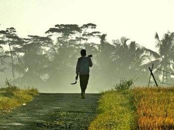 Rear view of worker walking through rice field