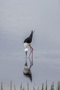 Birds in water