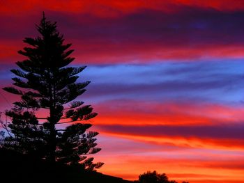 Low angle view of trees against sky at sunset