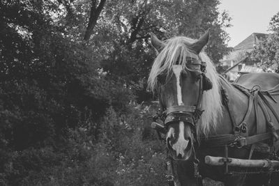 Portrait of horse standing against trees