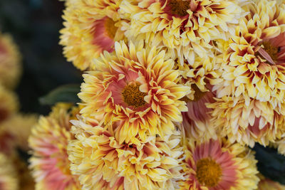 Close-up of yellow flowering plant
