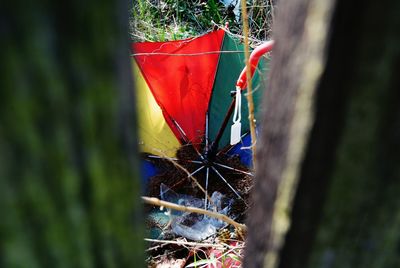 Close-up of plants against trees