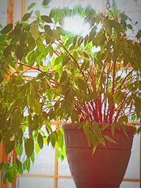 Low angle view of potted plant against wall