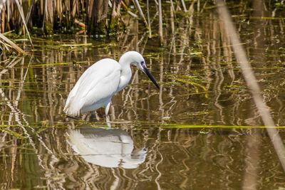 White duck in a lake