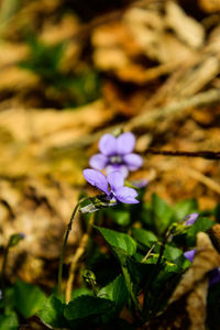 Close-up of purple flowering plant